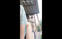 Niat Pengen Colmek Malah di Sikat Peliharaannya – Bokep indo – Bokep Barat